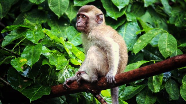 macritchie